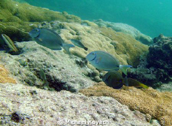 Doctor Fish on the Inside Reef at Lauderdale by the Sea by Michael Kovach 